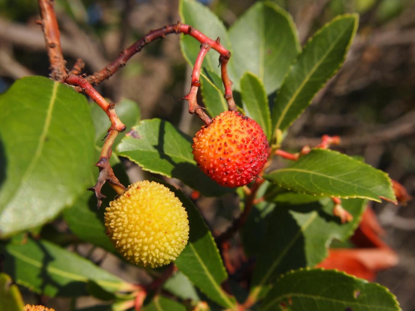 Strawberry Tree fruit